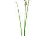 Illustration of Greater Tussock Sedge (Carex paniculata) (#2809)