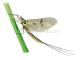 Illustration of Green Drake Mayfly (Ephemera dancia) (#4392)