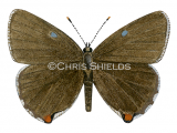 Illustration of Green Hairstreak (male) Callophrys rubi (#1392)