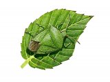 Illustration of Green Shield Bug (Palomena prasina) (#1698)