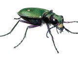 Illustration of Green Tiger Beetle (Cicindela campestris) (#0930)