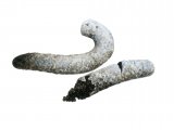 Illustration of Green Woodpecker Droppings (#4150)