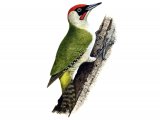 Illustration of Green Woodpecker male (Picus viridis) (#1163)