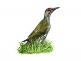 Illustration of Green Woodpecker juvenile (Picus viridis). (#1165)