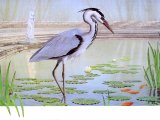 Illustration of Grey Heron  (Ardea cinerea) (#0145)