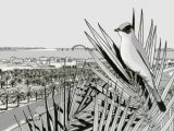 Illustration of Grey Hypocolius (Hypocolius ampelinus) in Bahrain (#0759)