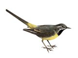 Illustration of Grey Wagtail (Motacilla cinerea) (#3668)
