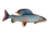 Illustration of Grayling (Thymallus thymallus) (#2824)