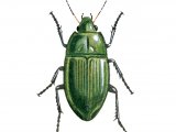 Illustration of Ground Beetle (Amara aenea) (#1564)