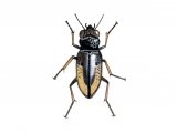 Illustration of Ground Beetle (Notiophilus sp.) (#2903)