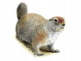 Illustration of Ground Squirrel (Spermophilus columbianus)  (#0262)