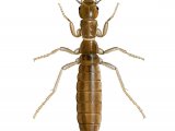 Illustration of Grylloblatta bifratrilecta (female) (#2736)