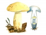 Illustration of Gyroporus cyanescens (Cornflower Bolete) (#2005)