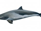 Illustration of Harbour Porpoise (Phocoena phocoena) (#4343)
