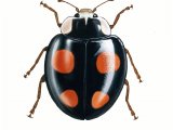Illustration of Harlequin Ladybird (Harmonia axyridis) (#0507)