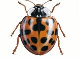 Illustration of Harlequin Ladybird (Harmonia axyridis) (#0508)