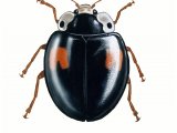 Illustration of Harlequin Ladybird (Harmonia axyridis) (#0509)