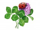 Illustration of Harlequin Ladybird (Harmonia axyridis) (#0901)