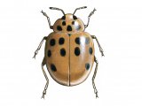 Illustration of Harlequin Ladybird (Harmonia axyridis) (#0920)