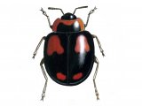 Illustration of Harlequin Ladybird (Harmonia axyridis) (#0921)