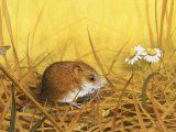 Illustration of Harvest Mouse (Micromys minutus) (#3700)