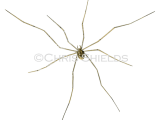 Illustration of Harvestman (Leiobunum rotundum) (#1156)