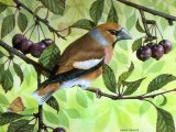 Illustration of Hawfinch (Coccothraustes coccothraustes) (#0147)