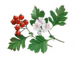 Illustration of Hawthorn (Crataegus monogyna) (#3688)