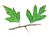 Illustration of Hawthorn leaves (Crataegus monogyna) (#3193)