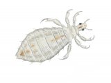 Illustration of Head Louse (Pediculus humanus) (#2113)