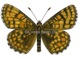 Illustration of Heath Fritillary (Mellicta athalia) (#1470)