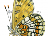 Illustration of Heath Fritillary (Mellicta athalia) (#1471)