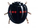 Illustration of Heather Ladybird (Chilocorus 2-pustulatus) (#0895)