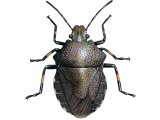 Illustration of Heather shieldbug (Rhacognathus punctatus) (#2522)
