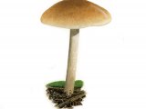Illustration of Hebeloma anthracophilum (#3579)