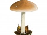 Illustration of Hebeloma crustuliniforme (Poisonpie) (#3577)