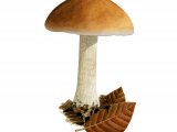 Illustration of Hebeloma sinapizans (Bitter Poisonpie) (#3572)