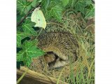 Illustration of Hedgehog (Erinaceus europaeus) (#0269)