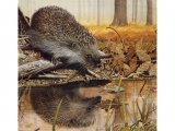 Illustration of Hedgehog (Erinaceus europaeus) (#0270)