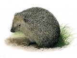 Illustration of Hedgehog (Erinaceus europaeus) (#0366)