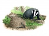 Illustration of Hedgehog (Erinaceus europaeus) (#2383)