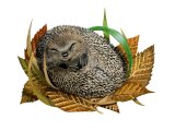 Illustration of Hedgehog (Erinaceus europaeus) (#2412)