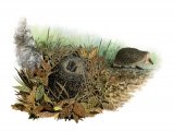 Illustration of Hedgehog (Erinaceus europaeus) (#2416)