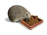Illustration of Hedgehog (Erinaceus europaeus) (#2417)