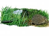 Illustration of Hedgehog (Erinaceus europaeus) (#2978)
