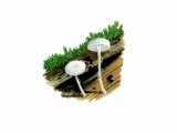 Illustration of Hemimycena cephalotricha (#4065)