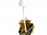 Illustration of Hemimycena cucullata (#4110)