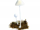Illustration of Hemimycena lactea (MIlky Bonnet) (#4067)