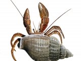 Illustration of Crab (Hermit) Pagurus bernhardus (#0644)