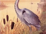Illustration of Grey Heron  (Ardea cinerea) (#3676)